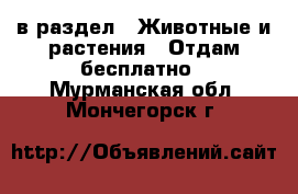  в раздел : Животные и растения » Отдам бесплатно . Мурманская обл.,Мончегорск г.